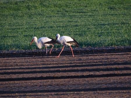 Povratek preddvorskih štorkelj (2)